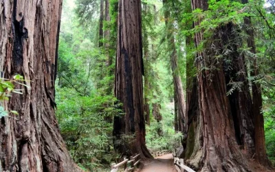Muir Woods and Sausalito Tour with Bay Cruise from San Francisco