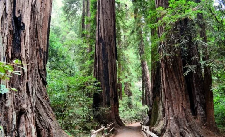 Muir Woods and Sausalito Tour with Bay Cruise from San Francisco