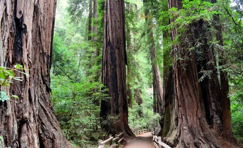 Muir Woods and Sausalito Tour with Bay Cruise from San Francisco