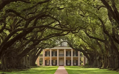 Swamp Boat Ride and Oak Alley Plantation Tour from New Orleans