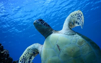 Tumon Turtle Quest: Kayak Snorkeling Adventure with PADI 5* Center Tumon Turtle Quest: Kayak Snorkeling Adventure with PADI 5* Center