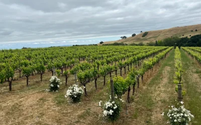 Wine Tasting Tour from San Francisco