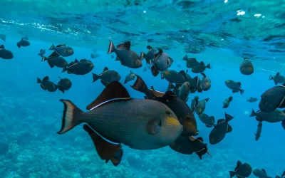 Wikiwiki Molokini Snorkel Adventure in Maui