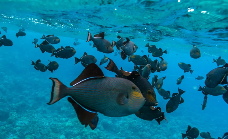 Wikiwiki Molokini Snorkel Adventure in Maui