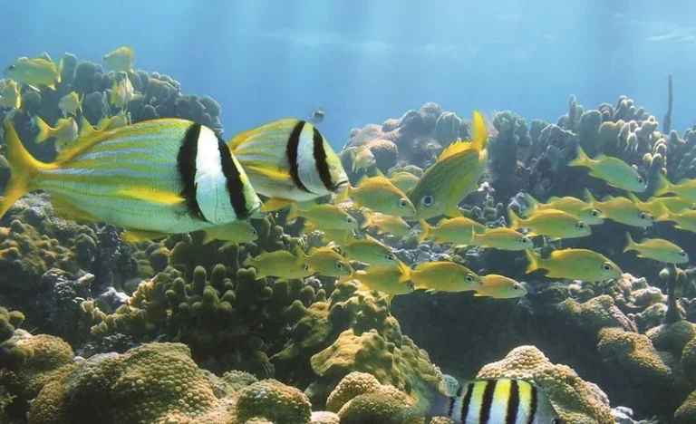 Oahu Snorkeling and Turtle Watching Half Day Tour