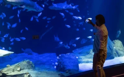 New York Aquarium ticket