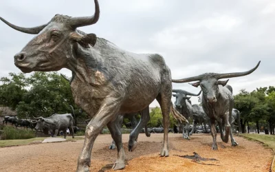 Sightseeing Trip in Dallas