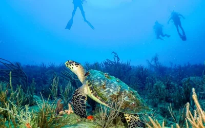 Jupiter Dive Ready: Nitrox Course with PADI 5 Star Dive Center