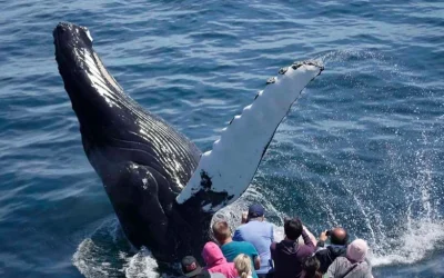 Whale Watching Catamaran Cruise Tour in Boston