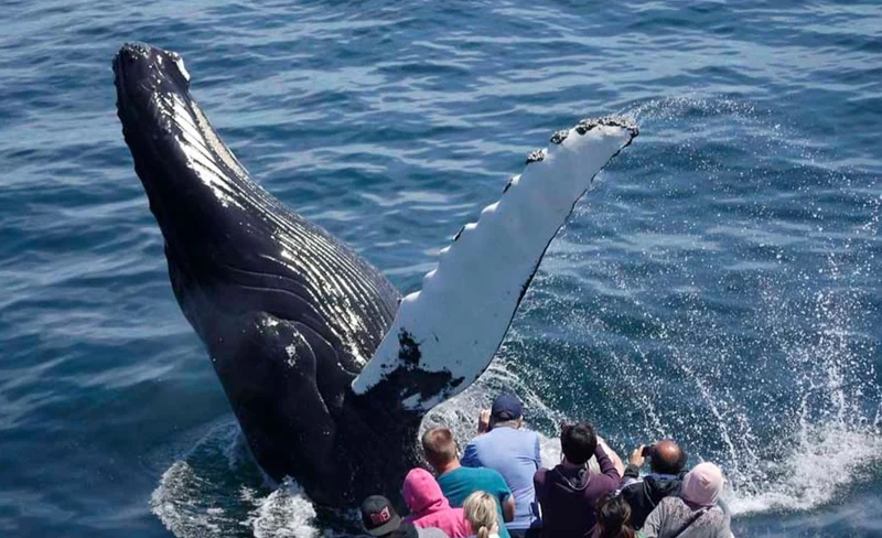 Whale Watching Catamaran Cruise Tour in Boston
