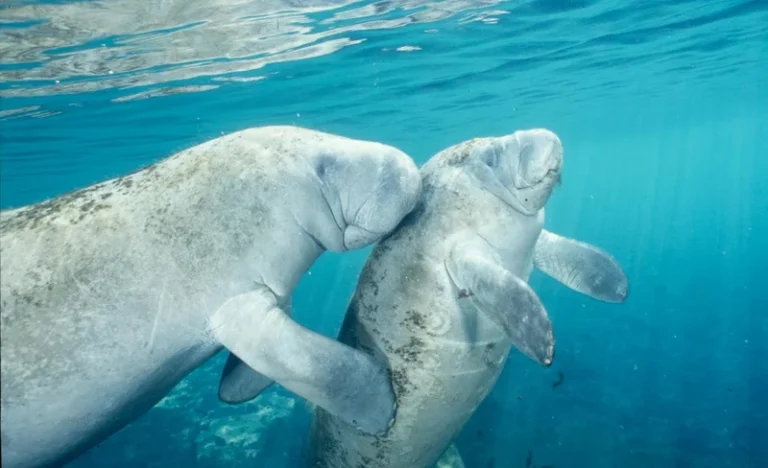 Swim with the Manatee