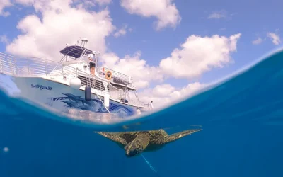 Waikiki Turtle Canyon Snorkeling with Lunch and Hula Performance Waikiki Turtle Canyon Snorkeling with Lunch and Hula Performance