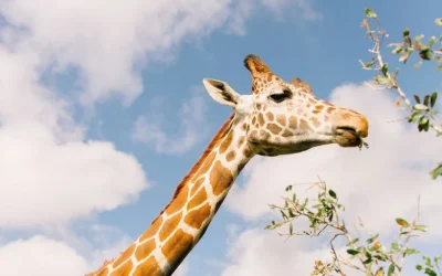 Wild Florida Drive-Thru Safari Park Admission in Orlando