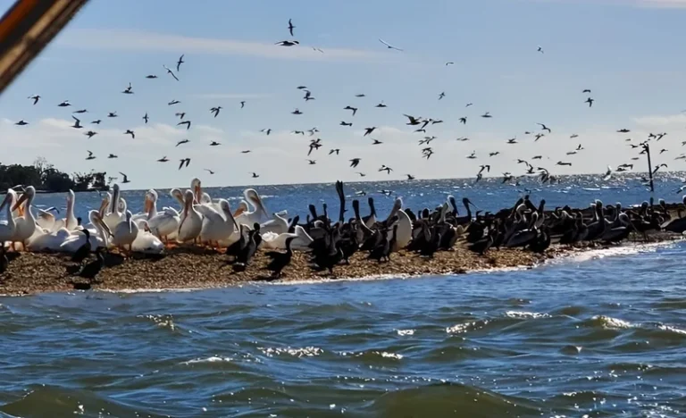Southern Everglades with 90-Minute Boat Trip and 3 Hikes