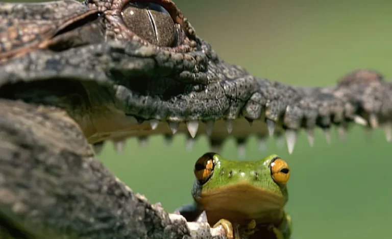 Everglades Holiday Park Tour with Transportation