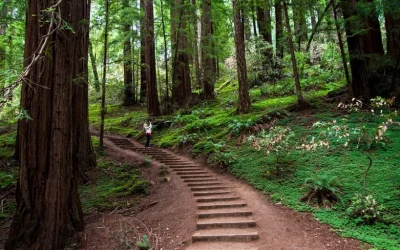 Muir Woods Redwood Forest and Sausalito Tour from San Francisco