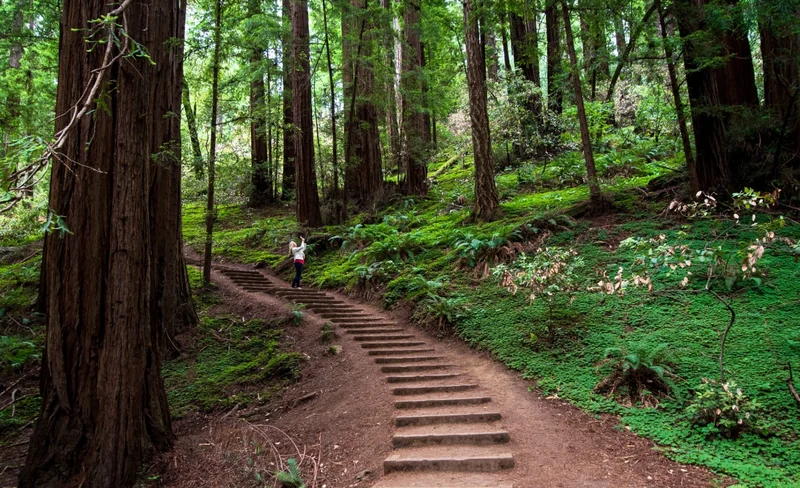 Muir Woods Redwood Forest and Sausalito Tour from San Francisco