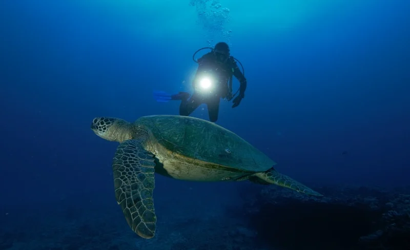 Night Dive Experience in Oahu