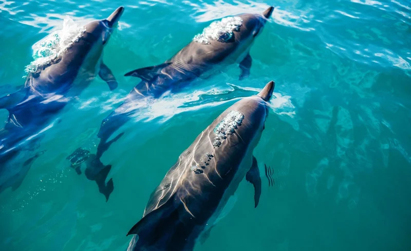 Key West Day Trip from Miami with Optional Activities