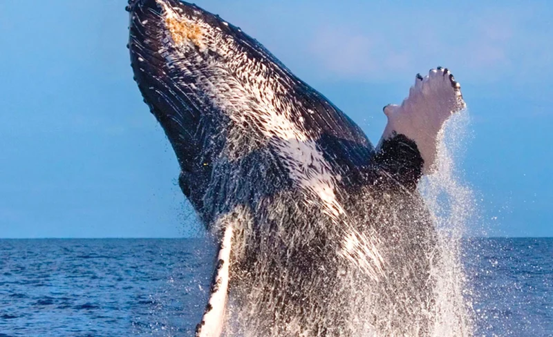 Panorama Whale Watching Sail in Maui