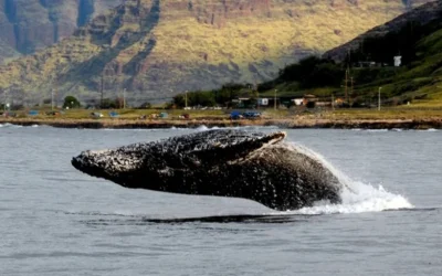 Whale Watching Experience in Kailua-Kona