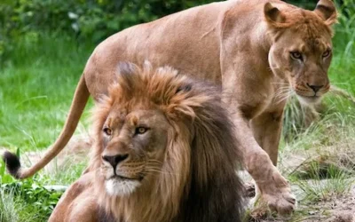 Bronx Zoo Ticket in New York