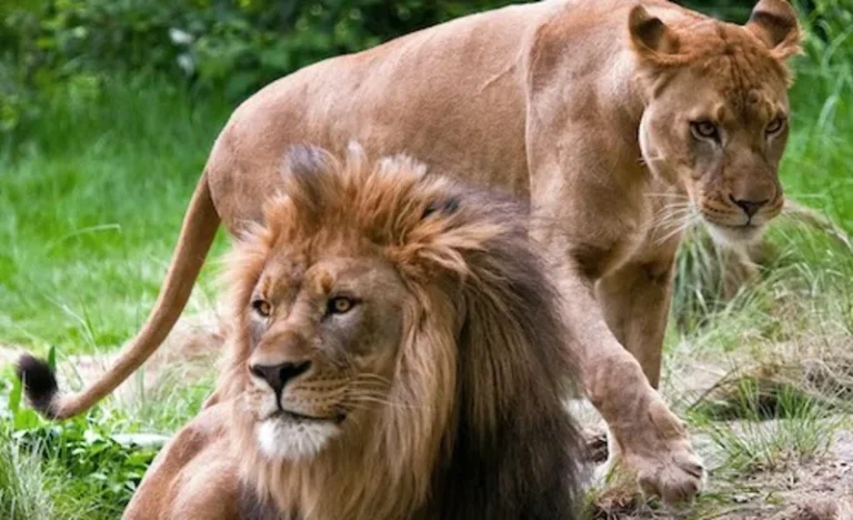 Bronx Zoo Ticket in New York