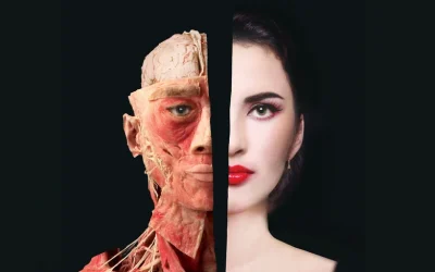 The Bodies Exhibition Ticket in Las Vegas