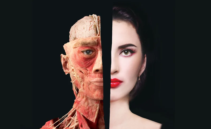 The Bodies Exhibition Ticket in Las Vegas