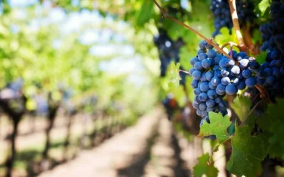 Private Malibu Wineries Tour in Los Angeles Private Malibu Wineries Tour in Los Angeles