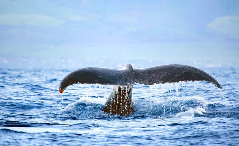 Ocean’s Playground: Afternoon Snorkel from Waianae Harbor