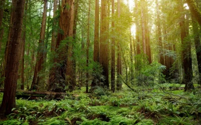 Muir Woods and Sausalito Half Day Tour