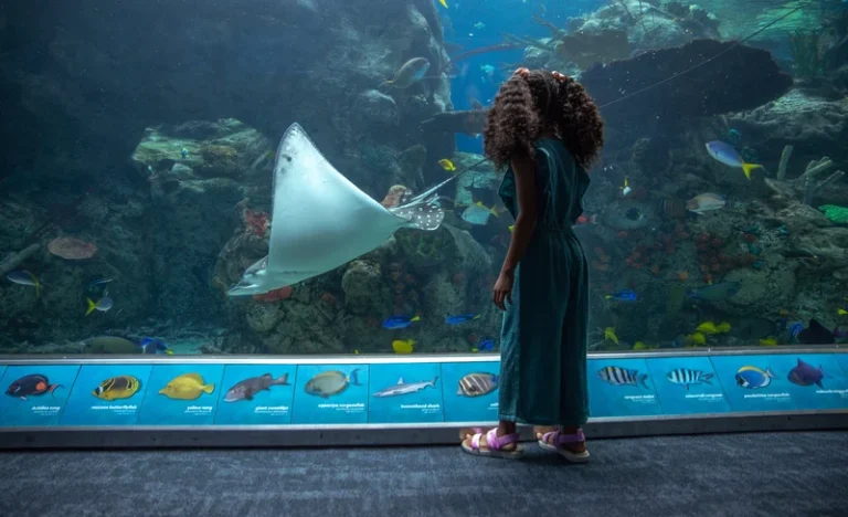 Aquarium of the Pacific Ticket in California