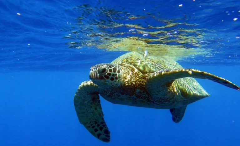 Turtle Canyon Snorkeling Adventure in Honolulu