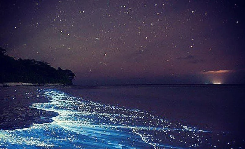 Bioluminescence Clear Kayak or Paddleboard Tour in Titusville