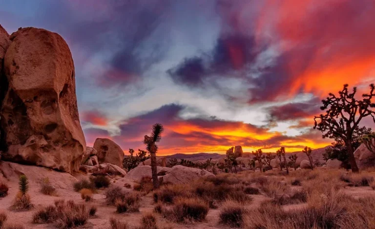 Joshua Tree & Richard Nixon Library and Museum One Day Tour