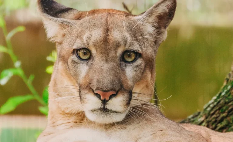 ZooTampa and Florida Aquarium Admission in Tampa