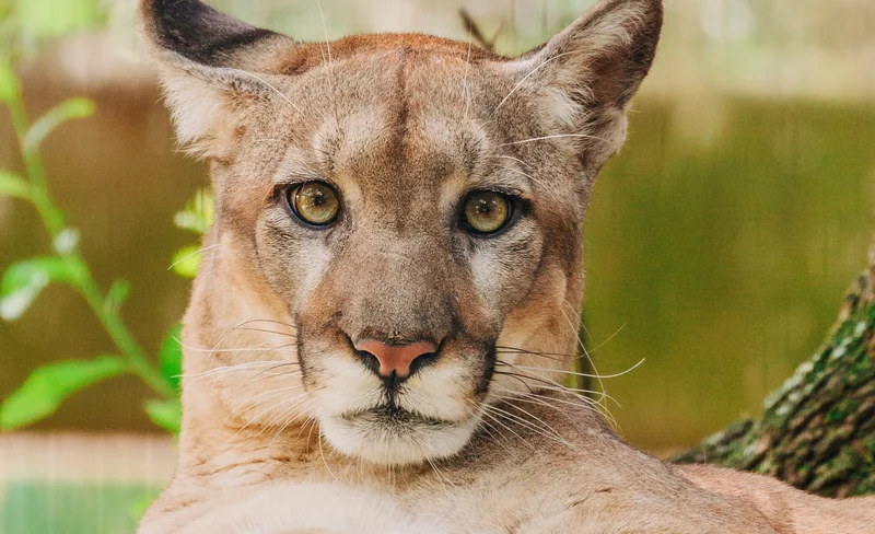 ZooTampa and Florida Aquarium Admission in Tampa