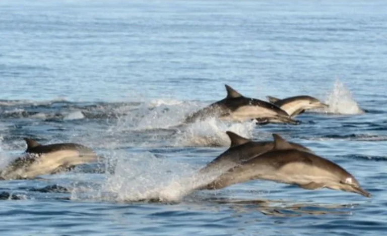 Whale and Dolphin Watching Adventure in San Diego