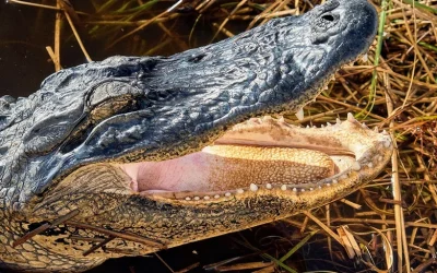 Everglades Adventure with a Dry Walk in Naples