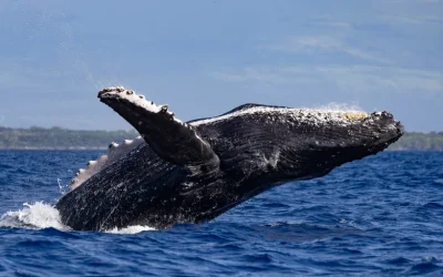 Classic Whale Watching Tour in Maui