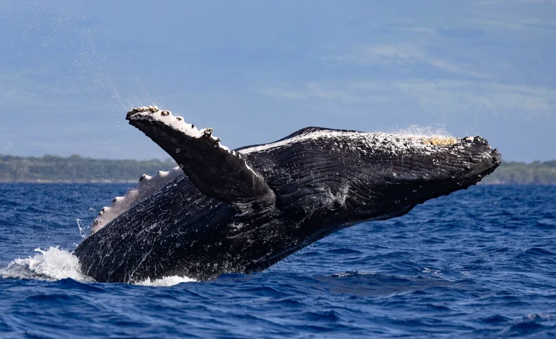 Classic Whale Watching Tour in Maui 13 Classic Whale Watching Tour in Maui