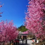 Simacus & Yulao Observation Deck & Hexing Station One-day Tour (Taichung City Pickup)