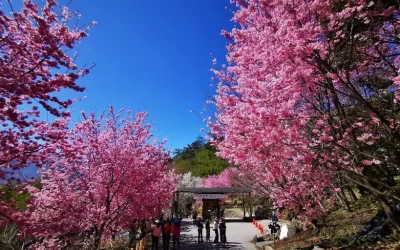Simacus & Yulao Observation Deck & Hexing Station One-day Tour (Taichung City Pickup)