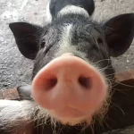 Guangxing Farm Tickets