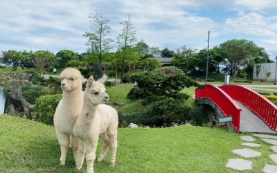 Dancewoods Japanese Garden Theme Park Ticket in Yilan