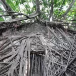 Anping Tree House Admission Ticket