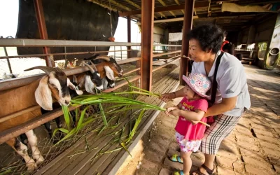 Keda Goat Farm ticket in Yilan