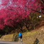 Maokong The Tea Haven & Shenkeng Old Street Tofu Private Day Tour