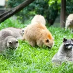 Farm Dream Estates Ticket in Hualien